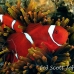 anemonefish_spinecheek_mid_h_0705_png1321.jpg